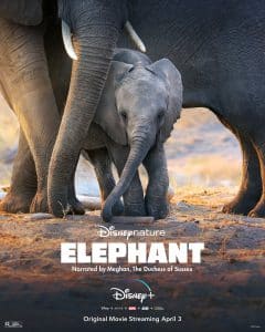 ดูหนังออนไลน์ฟรี Elephant (2020) อัศจรรย์ชีวิตของช้าง