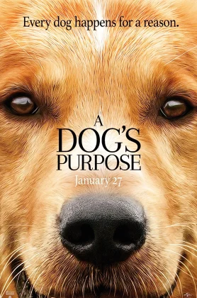 ดูหนังออนไลน์ A Dog’s Purpose (2017) หมา เป้าหมาย และเด็กชายของผม HD